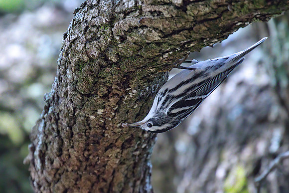 Black and White Warbler 02