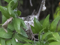 Bells Vireo 01
