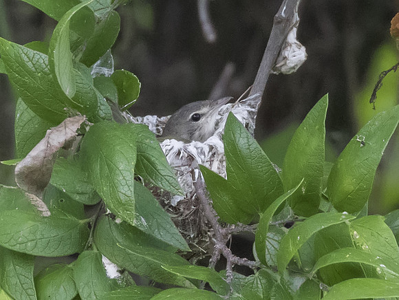 Bells Vireo 01