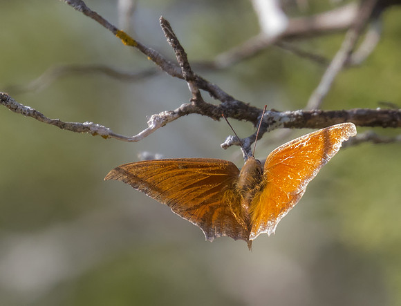 Goatweed Leafwing 02
