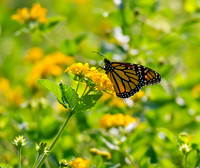 Monarch