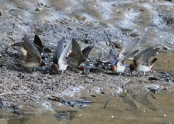 Cliff_Swallows_01