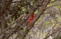 Cardinal 01
