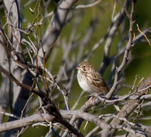 Vesper Sparrow 02