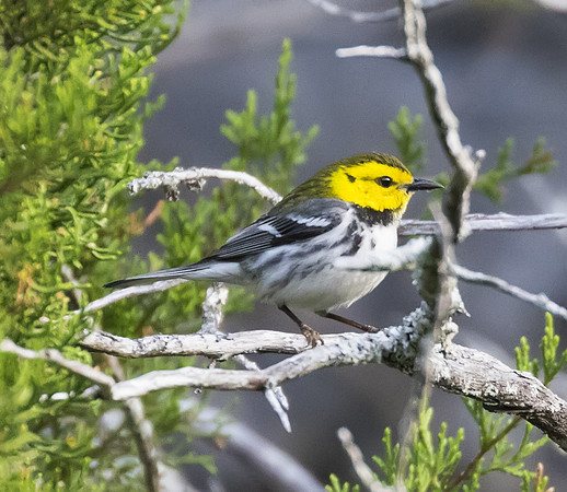 Golden Cheeked Warbler 05