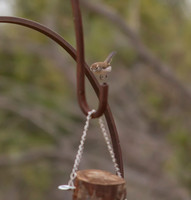 Bewicks Wren 01