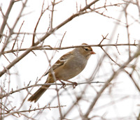 Immature White Crowned Sparrow 02