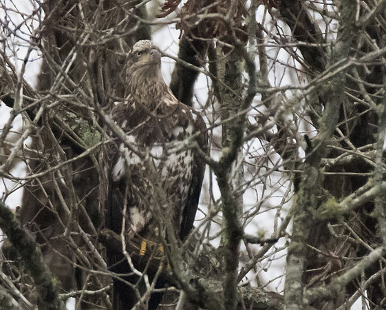 Bald Eagle