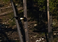 Bald Eagle 08