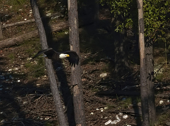 Bald Eagle 08
