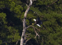 Bald Eagle 03