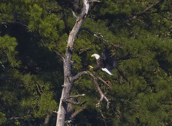 Bald Eagle 03