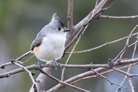 Titmouse_01