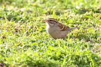 Chipping_Sparrow_01