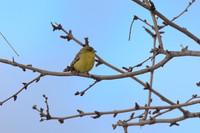 Goldfinch_01
