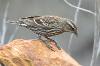 Red_Winged_Blackbird_02