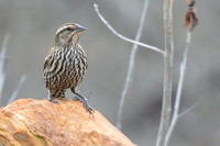 Red_Winged_Blackbird_01