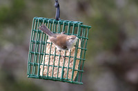Bewicks_Wren_01