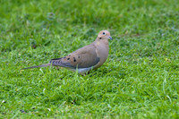 Mourning_dove_01