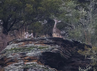 Mule Deer