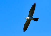 Mississippi_Kite_03