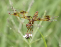Eastern Amberwing 02