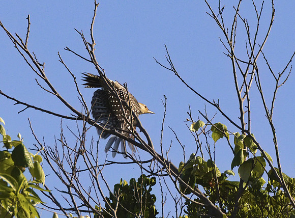 Red Bellied Woodpecker 01