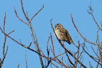 Lark_Sparrow_01