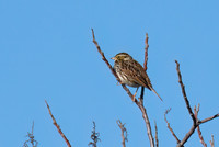 Savannah_Sparrow_02