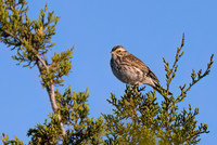 Savannah_Sparrow_01