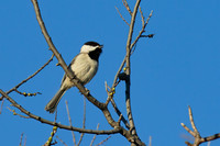 Carolina_Chickadee_01