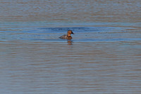 Canvasback_01
