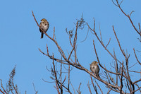Savannah_Sparrow_03