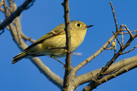 Ruby_Crowned_Kinglet_02