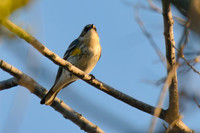 Yellow_Rumped_Warbler_01