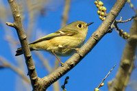 Ruby_Crowned_Kinglet_01