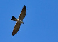Mississippi_Kite_08