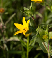Texas Yellow Star
