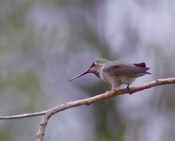 Black Chinned Hummingbird 02