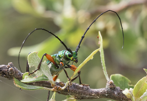 Bumelia Borer 01