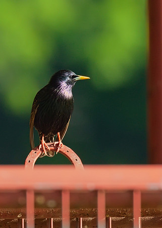 Starling_01
