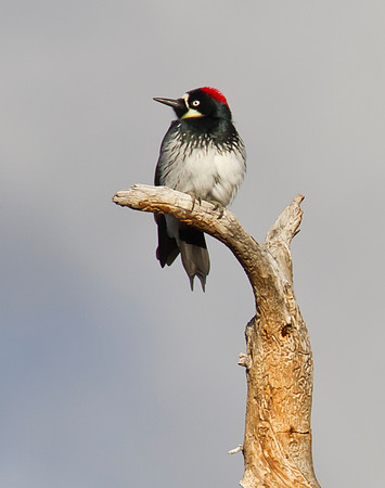 Acorn WoodPecker 03
