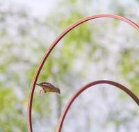 Female House Finch 01
