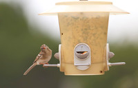Field Sparrow 01