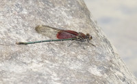 American Rubyspot 01