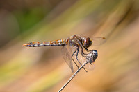 Variegated Meadowhawk 01