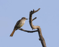 Ash Throated Flycatcher 01