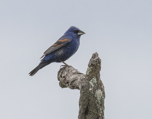 Blue Grosbeak 02