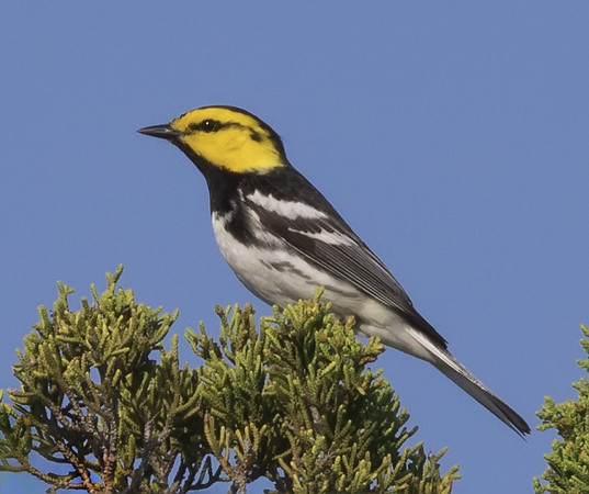 Golden Cheeked Warbler 02
