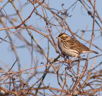 Savannah Sparrow 05